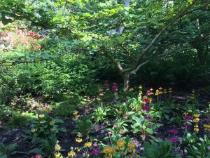 Woodpro tuin augustus