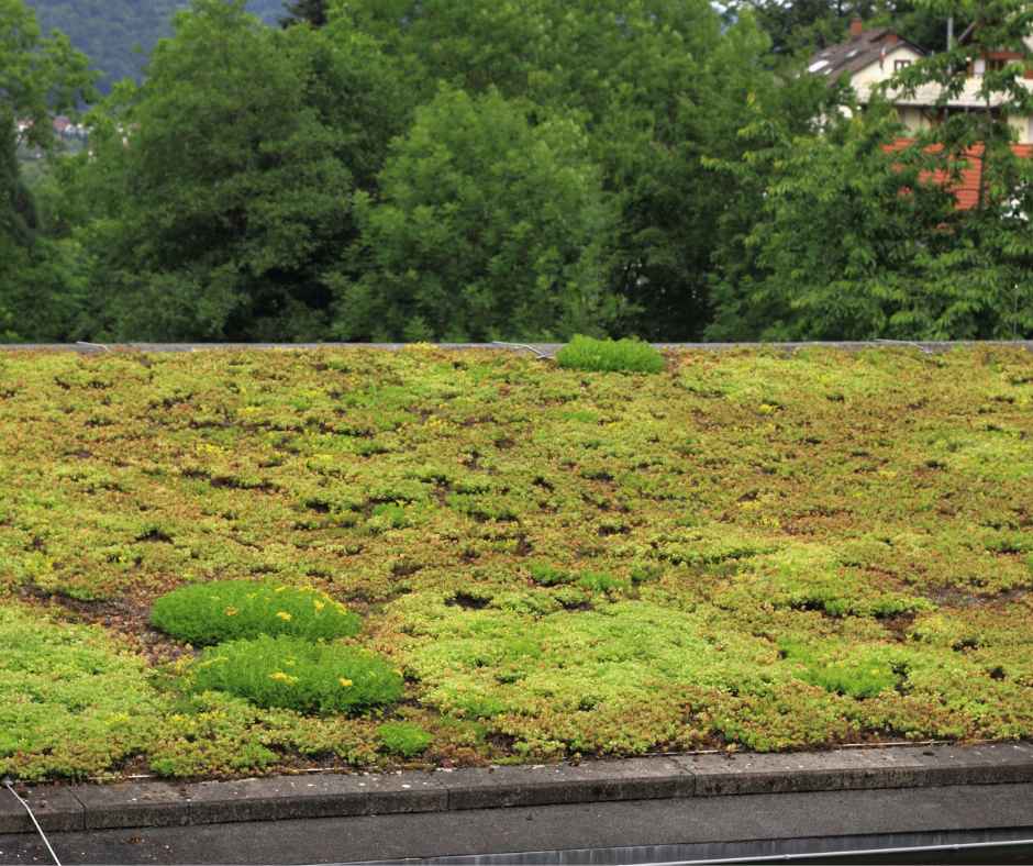Een blokhut aanschaffen met groen dak? Dat kan!